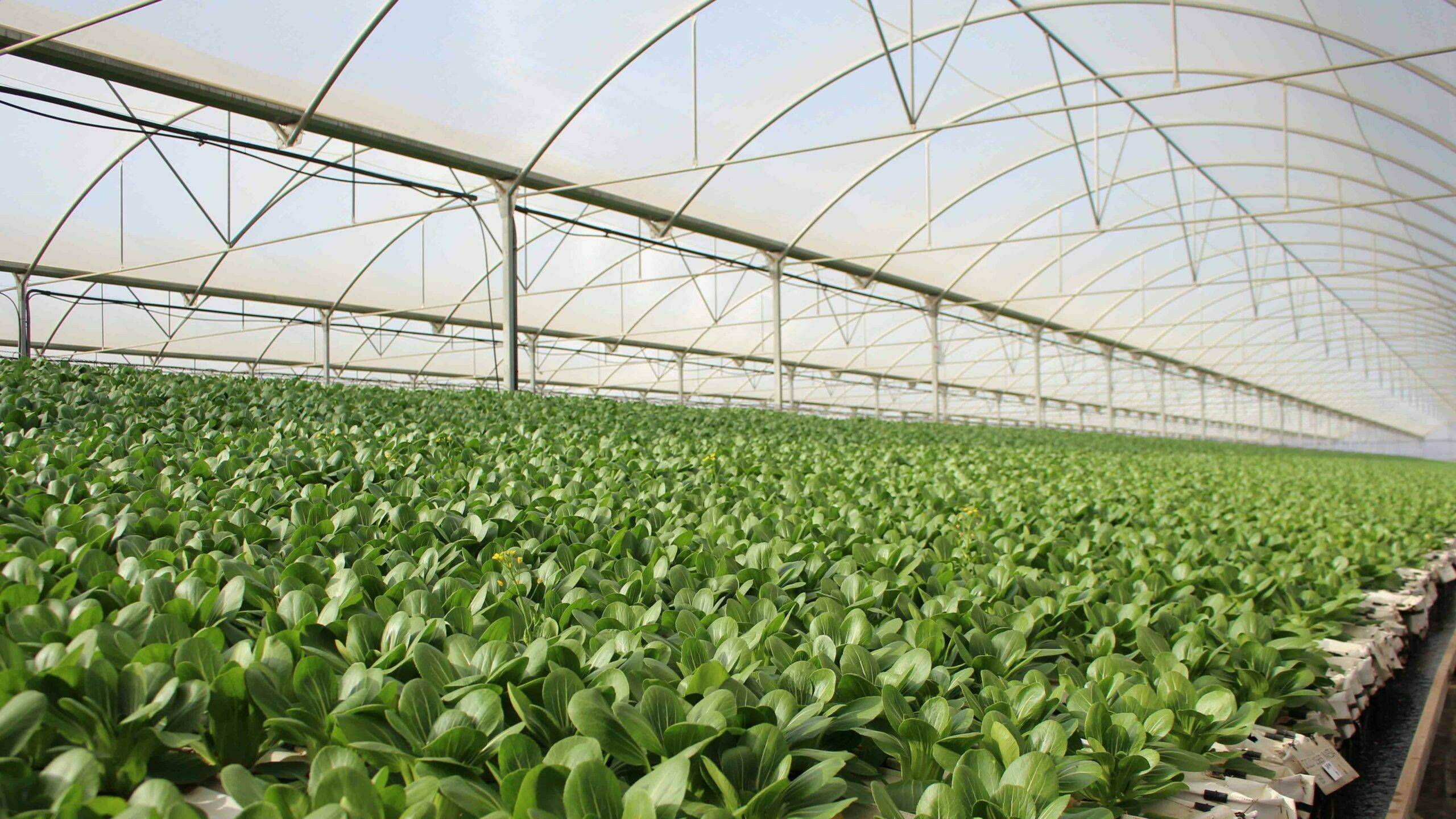 primaflor|Pak choi-primaflor